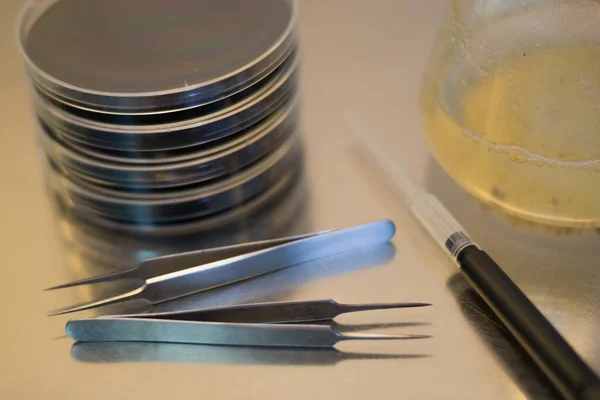 Material for a research in vitro experiment: petri dishes containing culture medium, forceps and micropipette