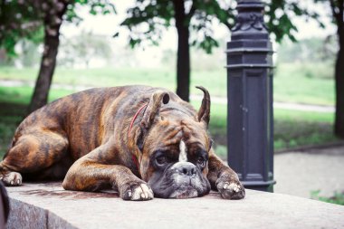 Boksör köpeği yerde yatıyor.