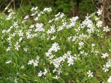 Stellaria holostea, addersmeat ya da daha büyük dikişotu, Caryophyllaceae familyasından uzun ömürlü bir bitki bitkisi.