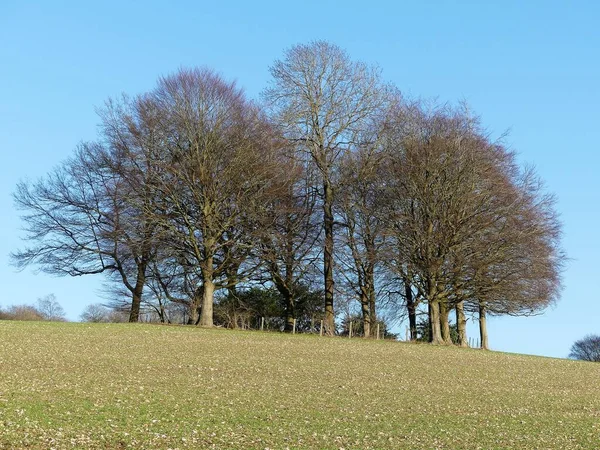 Belo Copse Árvores Chiltern Hills Perto Latimer Buckinghamshire — Fotografia de Stock