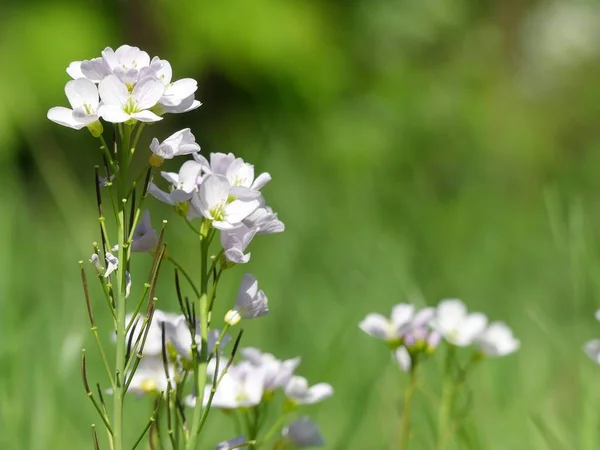 Cardamine Pratensis Coccinelle Blouse Dame Mayflower Laitière Une Plante Fleurs — Photo