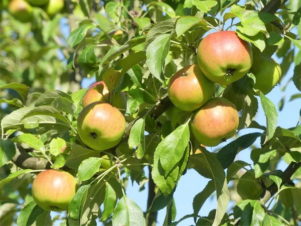 Malus Domestica Borkh Young Pinello Apple 果果肉坚实 带有淡淡的酸至甜味 略带香味 — 图库照片