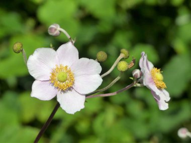 Japon şakayığı Anemone hupehensis çiçekli otçul bir türdür.