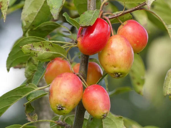 Malus John Downie Crab Apple Edible Fruit Used Making Preserves — Stock Photo, Image