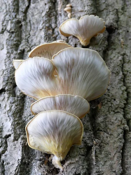 Pleurotus Ostreatus Жемчужный Гриб Устрицы Гриб Устрицы Стволе Дерева — стоковое фото