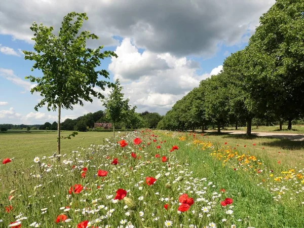 Belles Fleurs Sauvages Par Route Bordée Arbres Chenies Buckinghamshire Angleterre — Photo