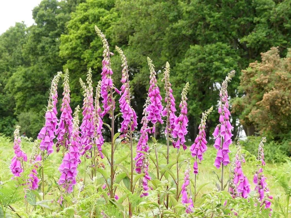 Ροζ Μωβ Άγρια Foxgloves Digitalis Purpurea — Φωτογραφία Αρχείου