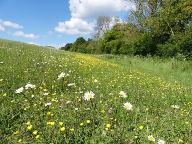 Beautiful Ox-eye daisies in field, Sarratt, Hertfordshire, UK clipart