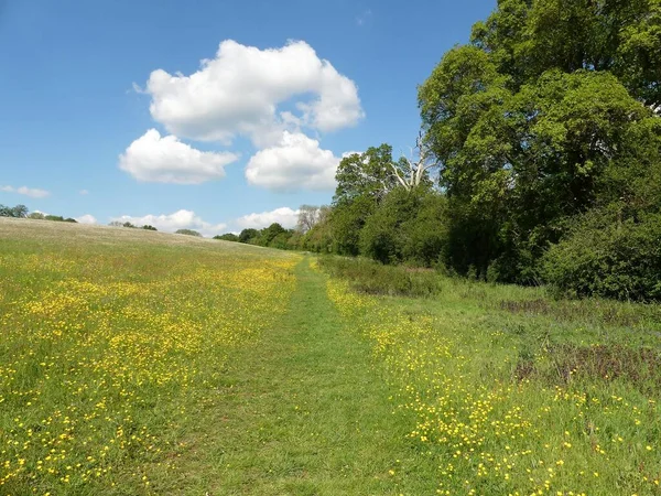 Pathway Chess Valley Area Chiltern Hills Hartfordshire England — стоковое фото