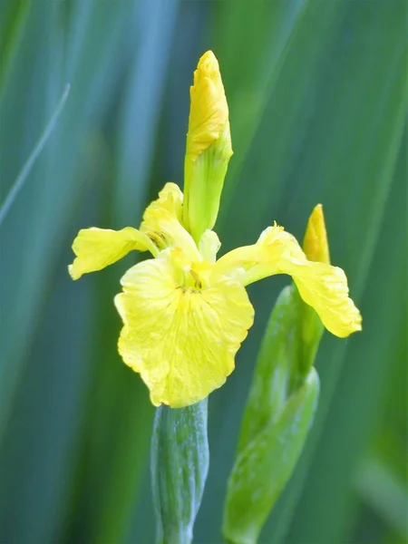 Yellow flag, yellow iris or water flag (Iris pseudacorus) a species of flowering plant of the family Iridaceae