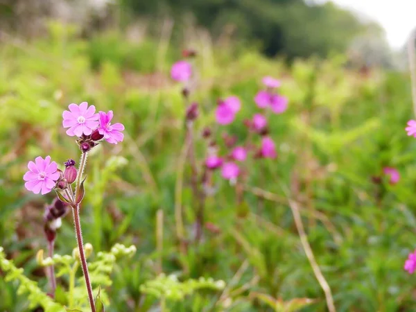 Pink Flowers Red Campion Red Catchfly Silene Dioica Wildflower Blurred — Stock Photo, Image