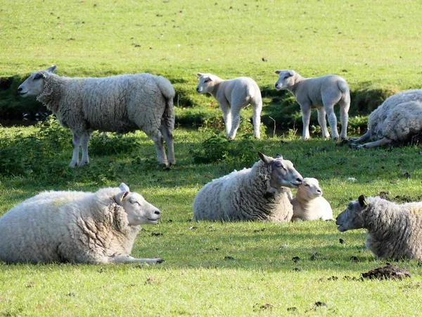 Sheep with their lambs beside the River Misbourne, Little Missenden, Buckinghamshire, UK