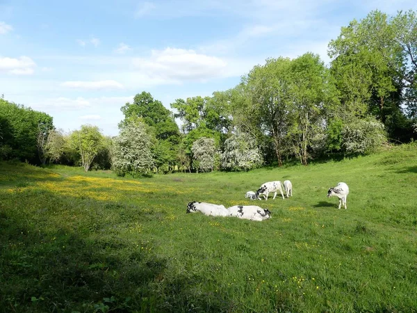 英国赫特福德郡Chorleywood House Estate的戴尔放牧牛 — 图库照片