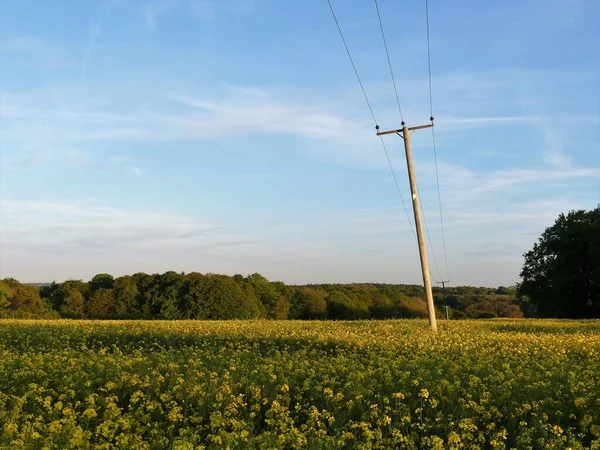 Postes Línea Telefónica Corriendo Través Del Campo Colza Chenies Buckinghamshire — Foto de Stock