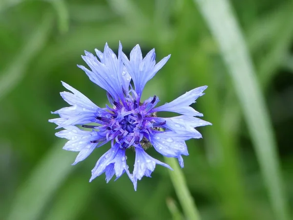 Primer Plano Hermosa Centaurea Cyanus Cornflower — Foto de Stock