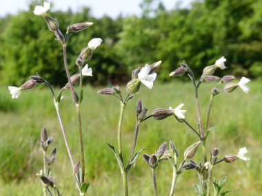 Beyaz kamp yeri Silene latifolia, iğrenç bir çiçek bitkisi.