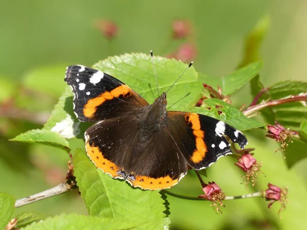 Red admiral butterfly Vanessa atalanta sitting on a forest leaf