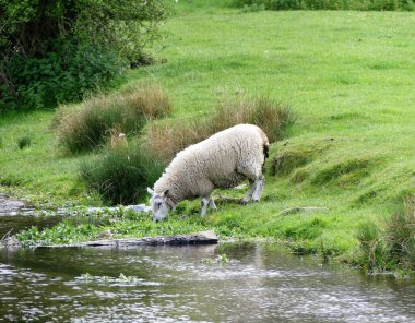 Buckinghamshire, Latimer 'da nehir satrancından koyun içiyorlarmış.