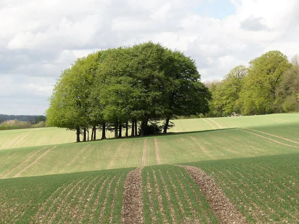 Hermoso Copse Árboles Campo Verde Latimer Buckinghamshire Inglaterra Reino Unido — Foto de Stock