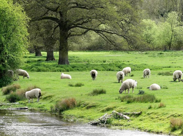 Latimer, Buckinghamshire 'da Satranç Nehrinin kıyısında koyun sürüsü