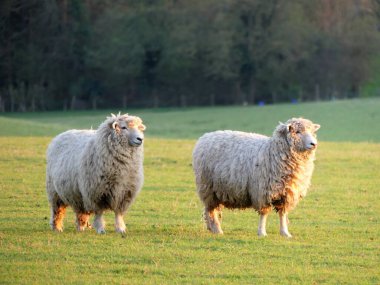 Bullsland Çiftliği, Chorleywood, Hertfordshire, İngiltere 'de bir çift koyun çiftliği.