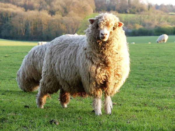 Owce Polu Bullsland Farm Chorleywood Hertfordshire Anglia — Zdjęcie stockowe