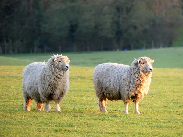 英国赫特福德郡Chorleywood的放牧地农场的一对羊 — 图库照片
