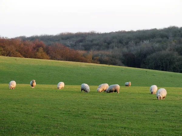 Troupeau Moutons Dans Les Champs Bullsland Farm Chorleywood Hertfordshire Angleterre — Photo