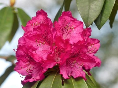 Güzel süslemeli kırmızı rhododendron çiçeği