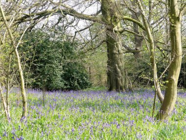 Hertfordshire, Chorleywood Malikanesi 'nde güzel bahar çanları