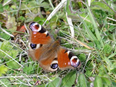 Tavuskuşu Kelebeği 'nin yakın çekimi yerde oturuyor.