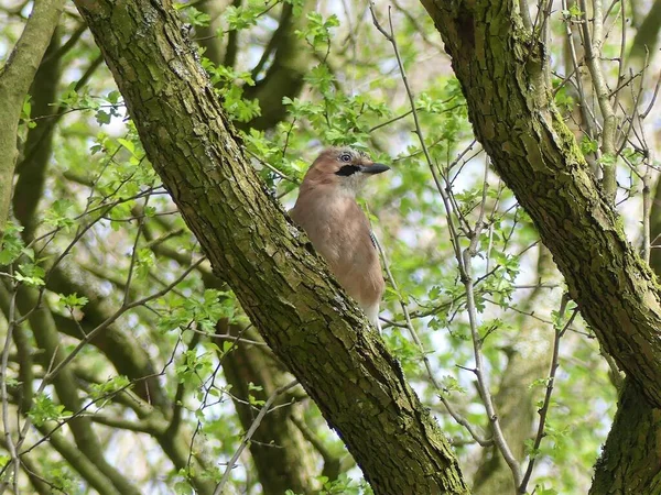 Jay bird on tree branch