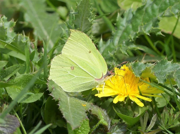 Common Brimstone Butterfly Sucking Nectar Dandelion Flower — Stock Photo, Image