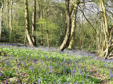 Wood Dağı, Chenies, Buckinghamshire 'da güzel bahar çanları