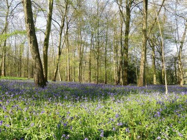 Wood Dağı, Chenies, Buckinghamshire 'da güzel bahar çanları