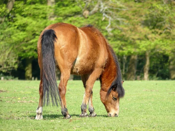 美丽的棕色马在田里吃草 — 图库照片