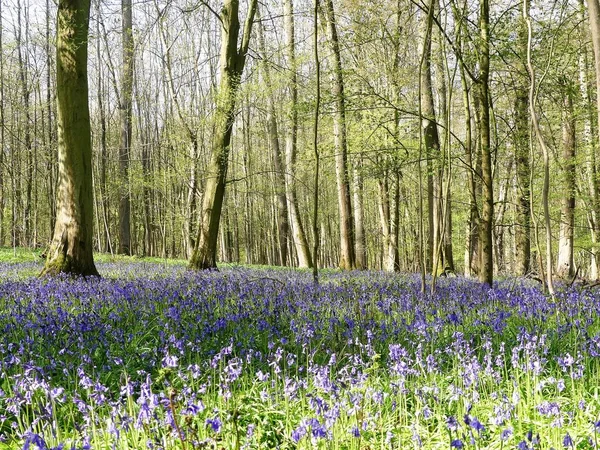 白金汉郡切尼山中美丽的春天蓝铃花 — 图库照片