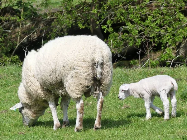 Овца Ягненок Поле Весной — стоковое фото