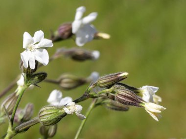 Silene latifolia, beyaz campion, Caryophyllaceae familyasından Avrupa, Batı Asya ve Kuzey Afrika 'ya özgü bir çiçek bitkisi.