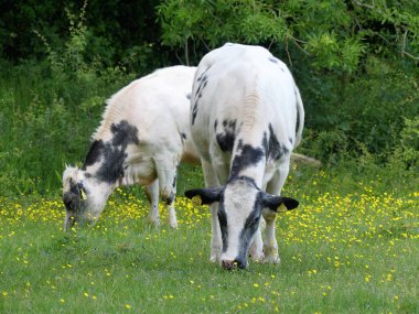 Dell, Chorleywood House Estate, Hertfordshire, İngiltere 'de sığır otlatma.