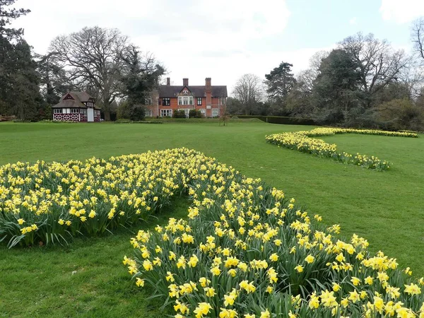 Camas Narcisos Chorleywood House Estate Hertfordshire Inglaterra Reino Unido —  Fotos de Stock