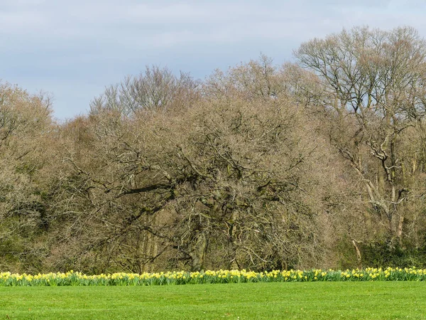 Chorleywood House Estate, Hertfordshire, İngiltere 'de nergis yatakları.