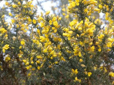 İlkbaharda açan Gorse bitkisi.