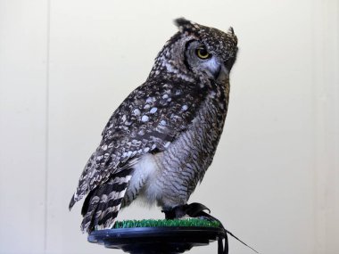 Tünekte oturan Afrikalı kartal baykuşu