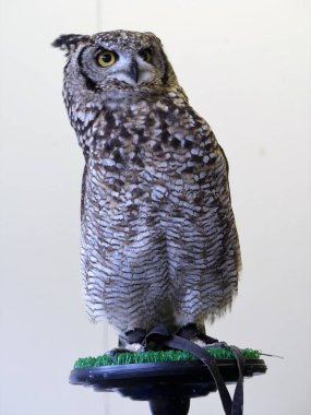 Tünekte oturan Afrikalı kartal baykuşu