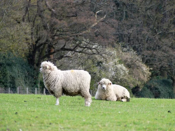 Jonge Schapen Het Veld Bullsland Farm Chorleywood Hertfordshire Engeland Verenigd — Stockfoto