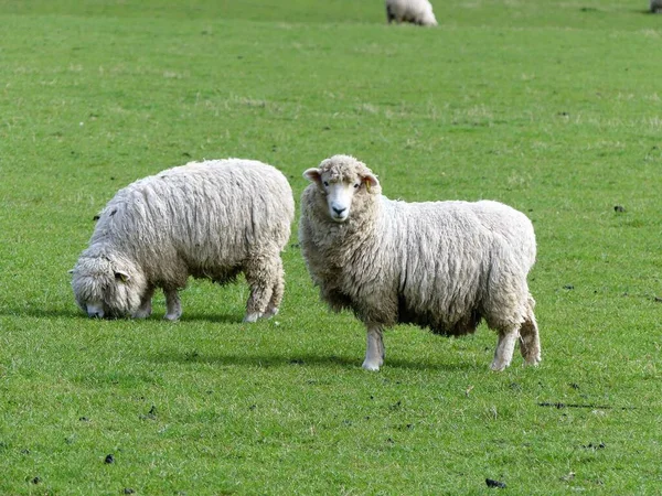 Młode Owce Polu Bullsland Farm Chorleywood Hertfordshire Anglia — Zdjęcie stockowe