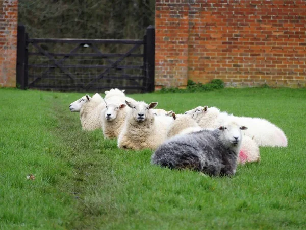 Schapen Een Lijn Binnen Ommuurde Tuin — Stockfoto