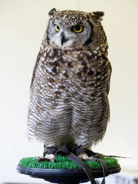 African Eagle Owl Sitting Perch — Stock Photo, Image