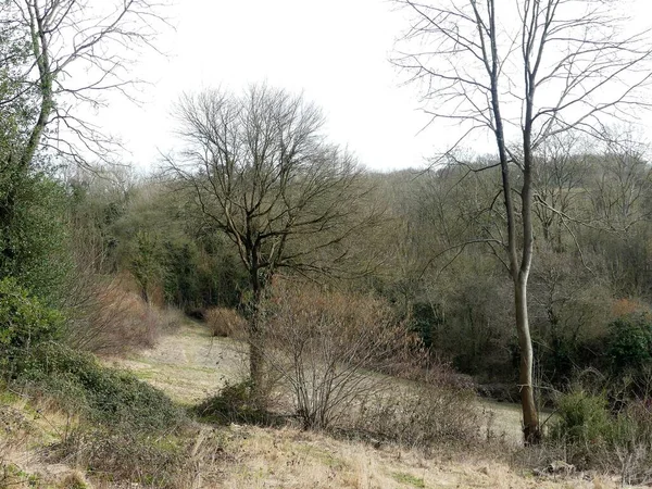 Early Spring Scene Chorleywood Common Hertfordshire Reino Unido — Fotografia de Stock